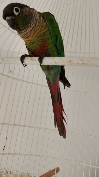 Piriquito Pirrura Macho