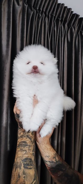 В наявності  білого кольору  красень  !Шпіц