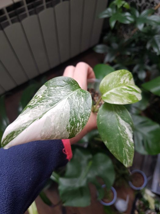 Monstera deliciosa variegata