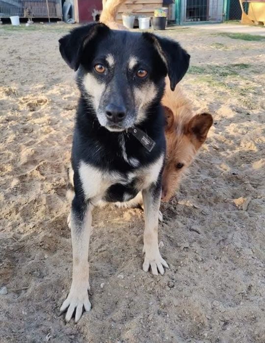 Luka 7 letnia wylękniona sunia do adopcji