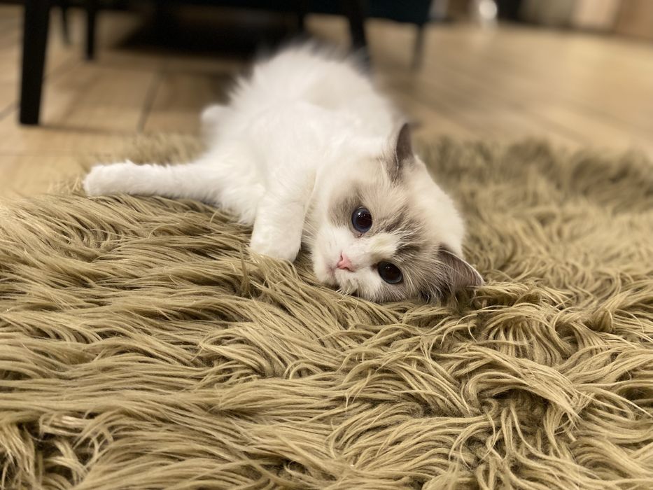 Ragdoll piekny do odbioru w sierpniu