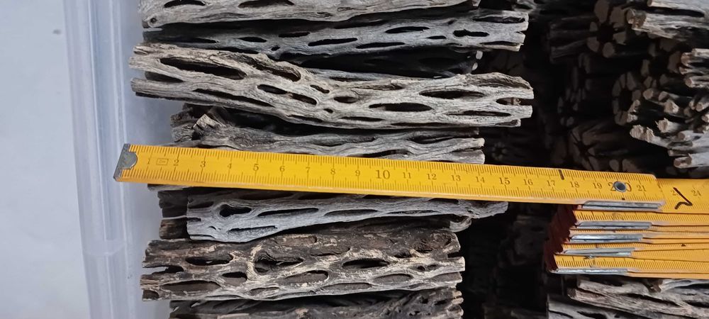 200x Troncos de Cholla cactus wood