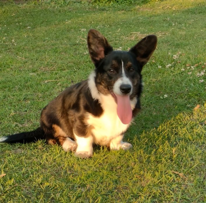 Welsh Corgi Cardigan FCI