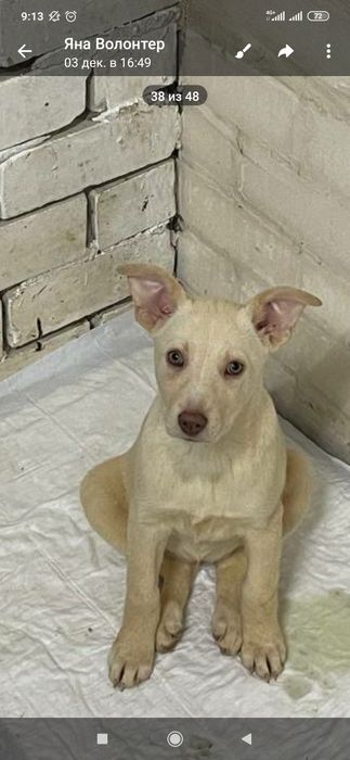 Отдам даром в хорошие руки