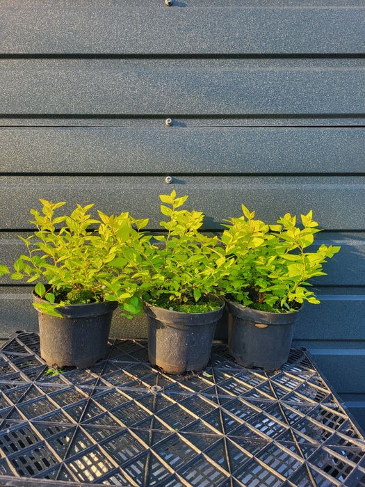 Спірея голден прінцес С 1.5