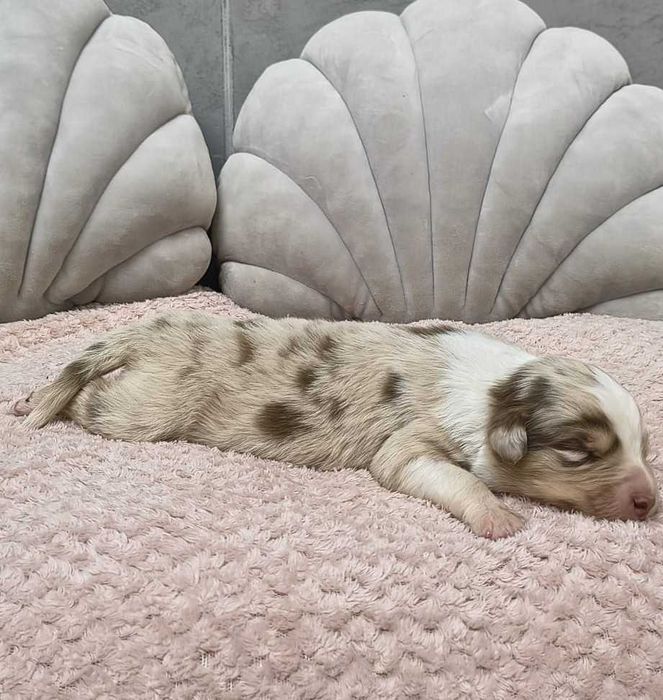 Owczarek Australijski - Suczka Red Merle – długi ogonek.