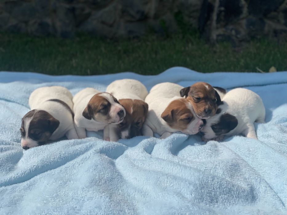 Собаки Джек Расл терєр