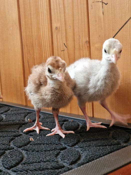 Piskleta Indyki miedziane i lawendowe