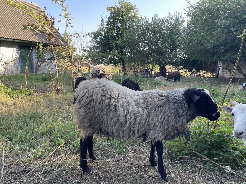 Вівці Баран романівської  породи
