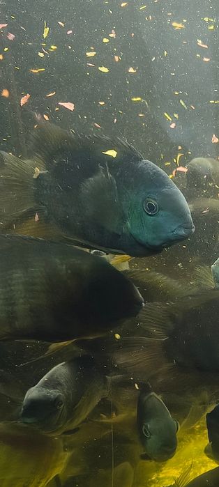 Rybki akwariowe Pielęgnica severum