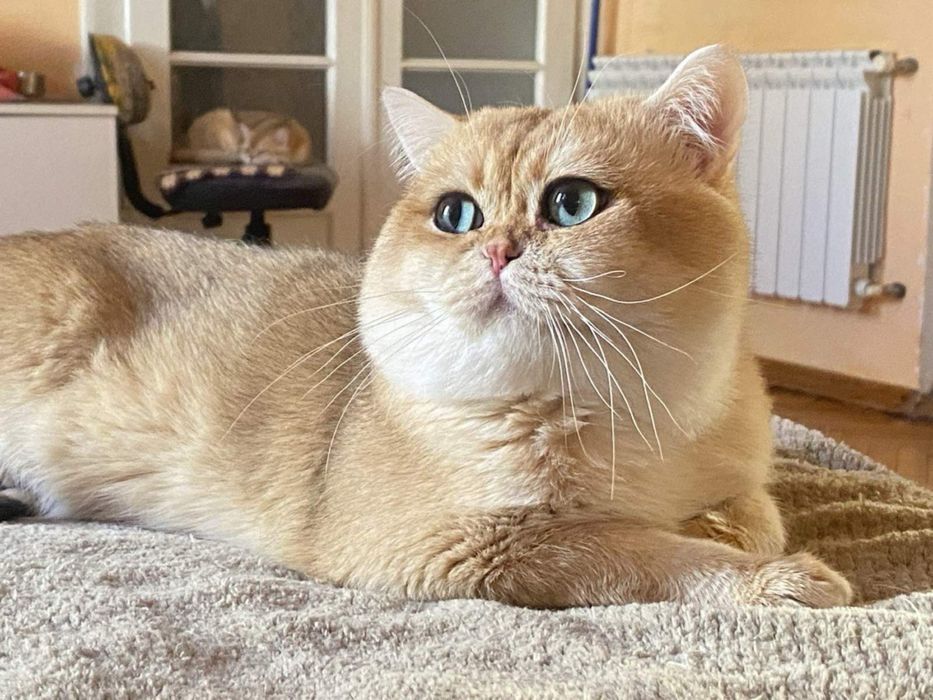 Британский кот вязка котята золотая шиншила
