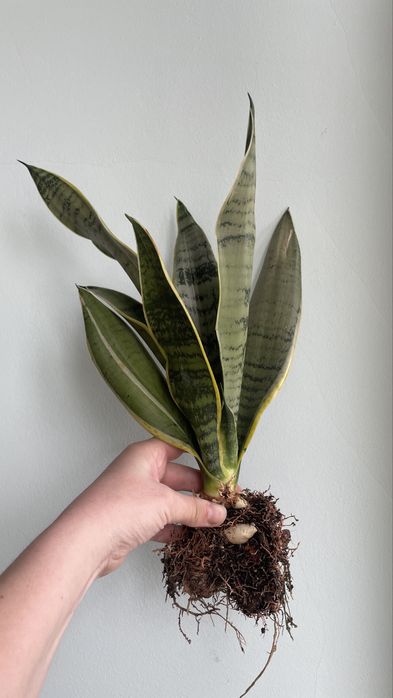 Сансевієрія Перл Янг