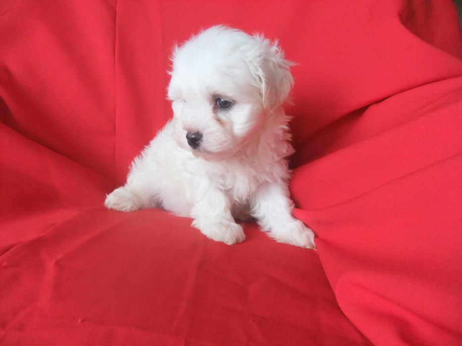 cachorro bichon maltês
