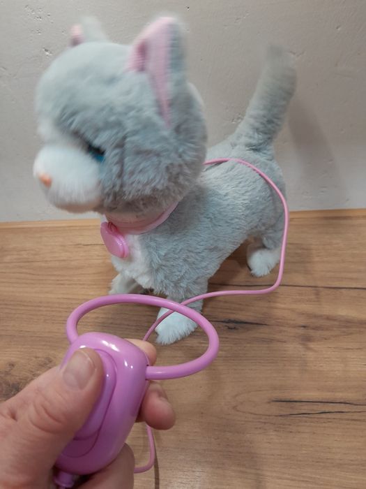 Kot na smyczy miałczy chodzi