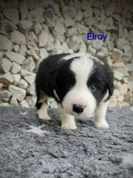 Border collie cudowny piesek, przebadani rodzice