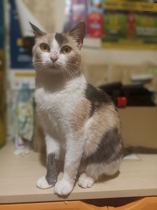 Молоденькая кошечка в поисках семьи.