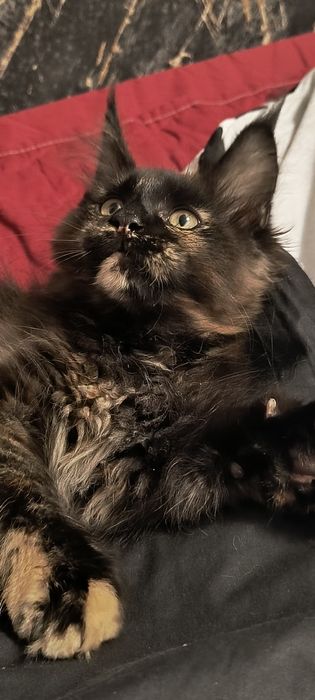 Kotka Maine coon -mozliwa opcja do hodowli