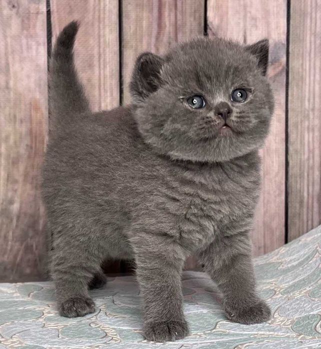 Мега плюшева Шотландська дівчинка Мія