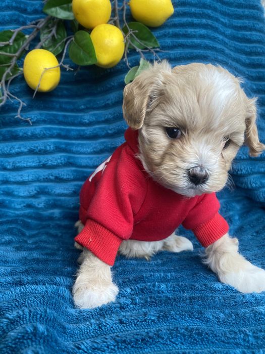 Бебі фейс красиві мальтипу