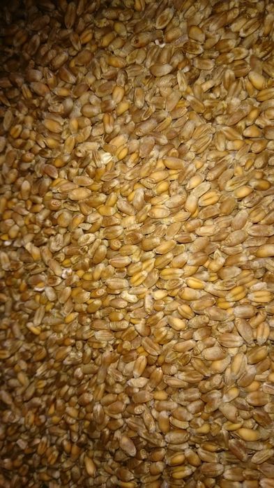 Pszenżyto, pszenica do sprzedania. Ziemniaki