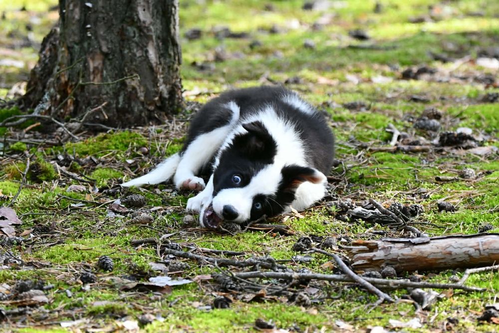 Piesek Border Collie