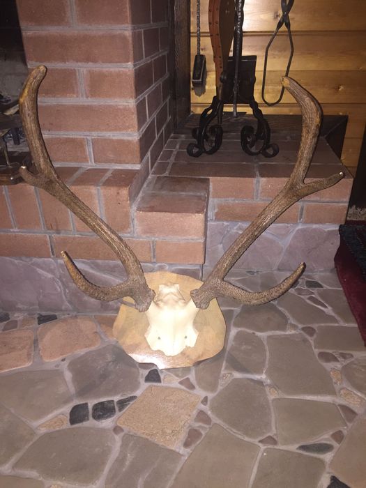 Рога оленя…………….