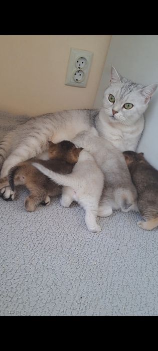 Кошенята, британські котята, золота та срібна шиншила
