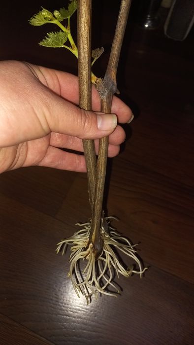 Сажанці винограду