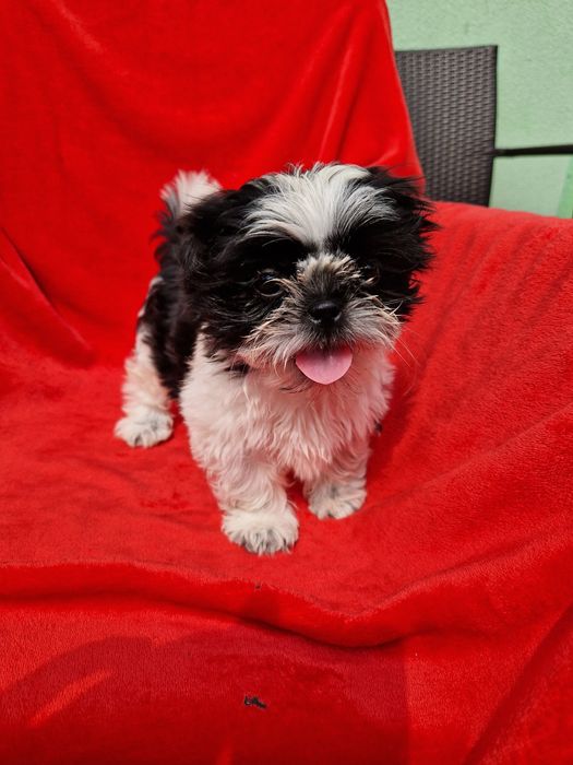 Shih-tzu czarno biały