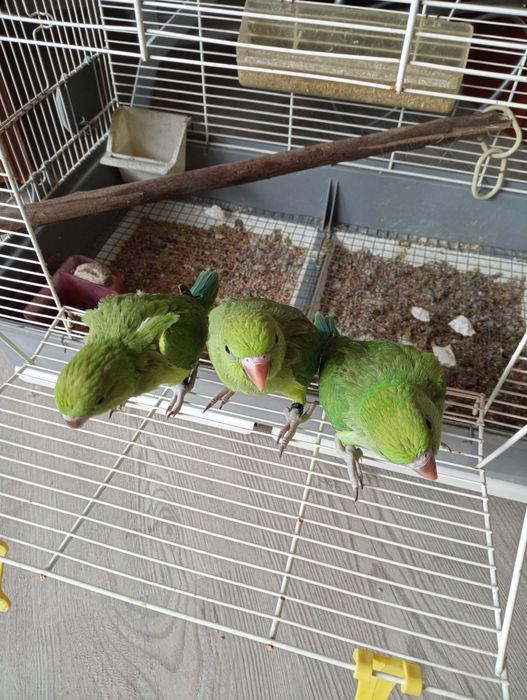 Ring necks domesticados