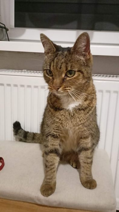 Zaginęła Kotka  Chełmno Nagroda