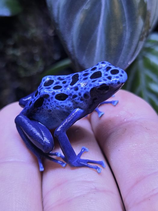 Dendrobates tinctorius azureus żabki