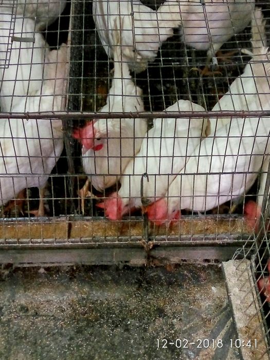 Куры несушки промышленная порода легорн