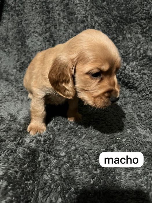 Cocker spaniel  inguels