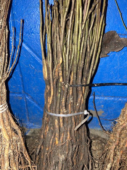 Алича ,дичка груші,антипка ,жардель,айва ва29