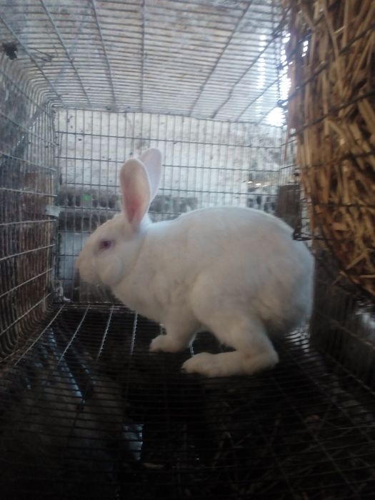 Продам кролі(самці)