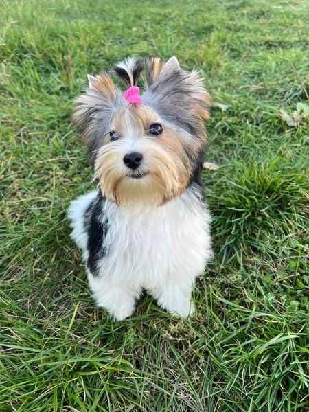 Девочка бивер-йоркширский терьер