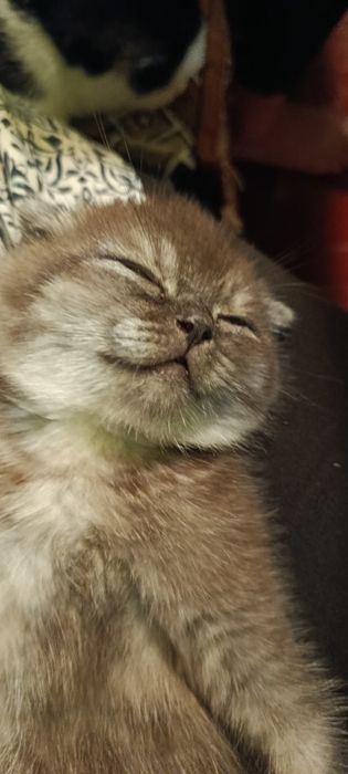 Продам шотландського котика 3,5 місяці