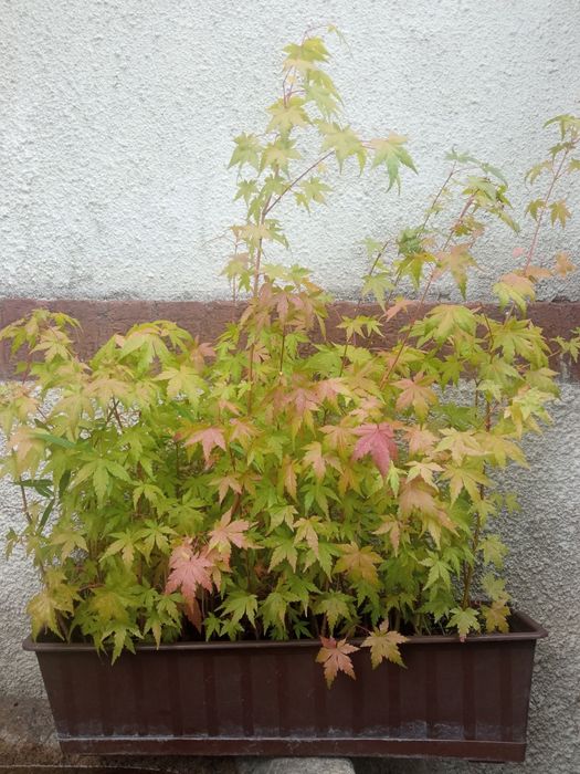 Japoński klon palmowy - acer palmatum 60 sztuk