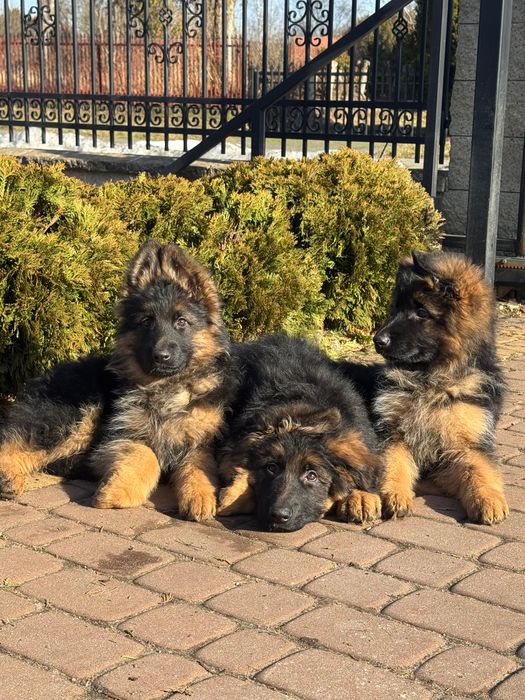 Owczarek Niemiecki Długowłosy ZKwP / FCI szczenię