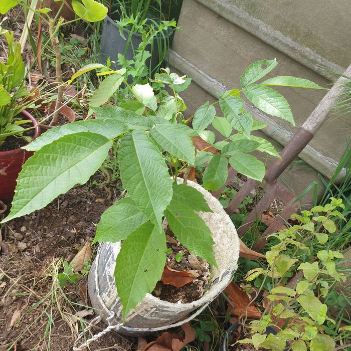 Nogueiras em vaso para transplantar