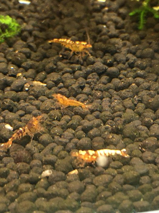 Krewetki cardina hybrydy mix