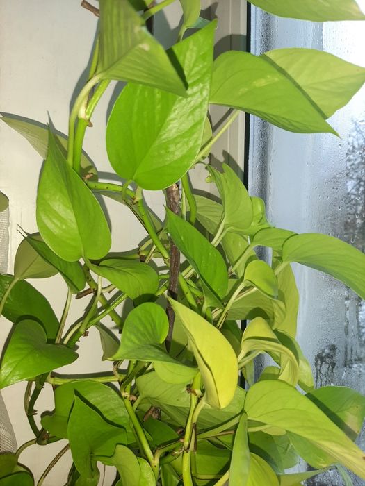 Сциндапсуси епіпремнуми  зріз 20грн монстера Манкі