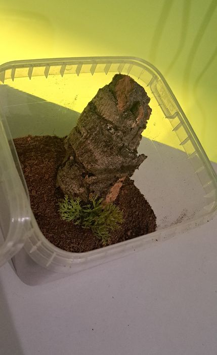 Braplast dla ptasznika 12x12x11