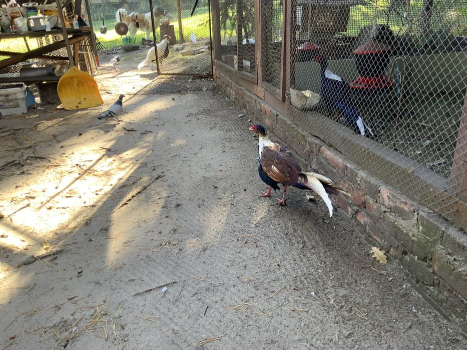 Bażanty różne samce.