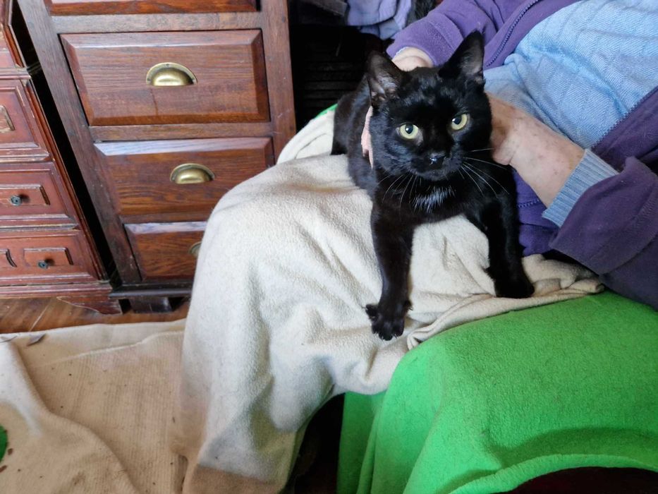 Romeo, uroczy słodziak szuka domku