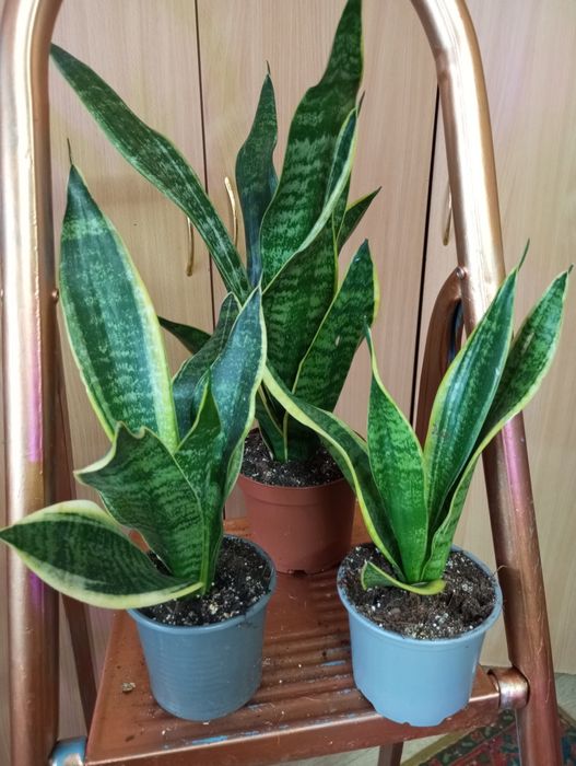 Сансевиерии сорта