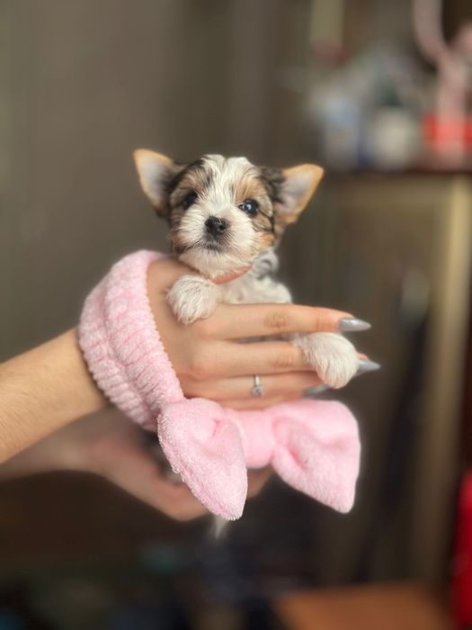 Лапулечки дівчатка Бівер Йорк, малютки грайливі