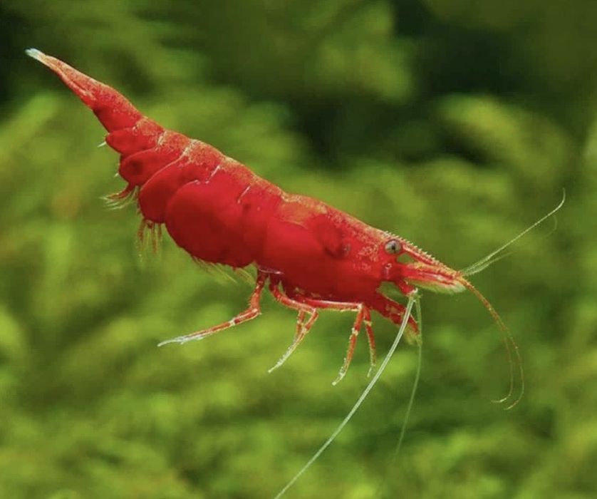 Camarões Neocaridina vermelhos