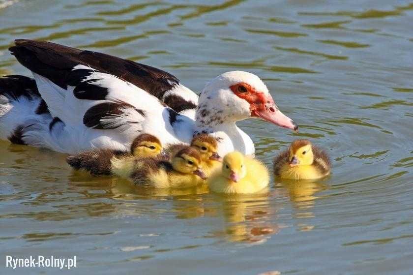 Kaczki piżmowe i staropolskie